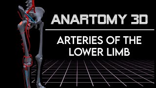 Drawing the Arteries of the Lower Limb [upl. by Evannia788]