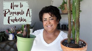 How to Propagate a Euphorbia Trigona Rubra  Propagating Euphorbias [upl. by Enohsal]