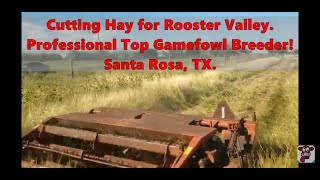 Cutting Hay For Rooster Valley Game Fowl Farm Santa Rosa Texas [upl. by Embry]