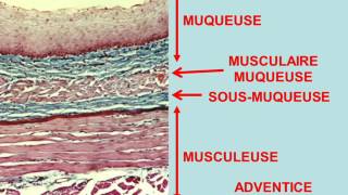 histologie digestive partie 1 [upl. by Aeynod88]