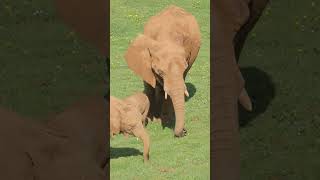 gajah gajah elephant animals kebun [upl. by Allianora281]