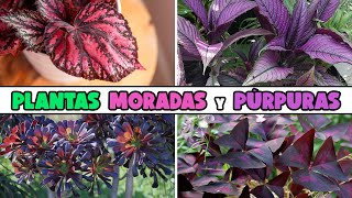 10 PLANTAS con HOJAS MORADAS y PÚRPURAS [upl. by River]