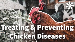 Chicken DISEASES 🦠 How to Treat amp Prevent Them [upl. by Ahsinaj]