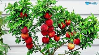 6 Fruit Trees You Can Grow In Pots Easily  Healthy Channel [upl. by Stillman]