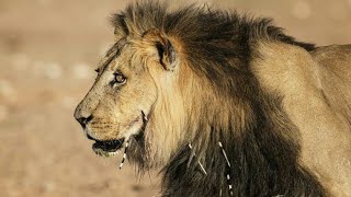 Planeta Carnívoro El León  Documental de Leones [upl. by Elletsyrk]