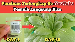 Cara Menanam Pakcoy Hidroponik Semai Sampai Panen  How to Grow Bok choy at home [upl. by Nesrac]