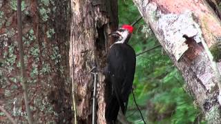 Pileated Woodpecker in Action [upl. by Aneek]