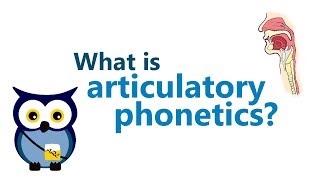 Articulatory Phonetics 1  REUPLOAD IN HD [upl. by Anavas]