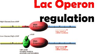 Lac operon regulation [upl. by Aloke644]