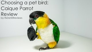 Choosing a Pet Bird  Caique Parrot Review [upl. by Anitsirhk]