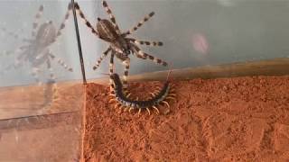 Giant Centipide vs Venemous Tarantula [upl. by Anaiq609]