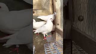 Best pigeon ever 🕊️🕊️🫶🏽🫶🏽🫶🏽youtubeshorts pigeon kolkatapigeonsunny kabootar minivlog [upl. by Yaner]