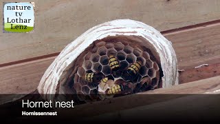 Hornet nest Hornissen am Nest [upl. by Korten]