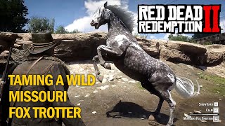 RDR2 Taming wild Missouri Fox Trotter Rampage Mods [upl. by Anny286]