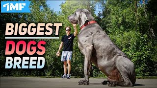 TOP 10 BIGGEST DOG BREEDS In The World 2020 [upl. by Leugar]