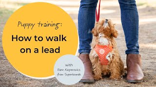 Puppy training How to walk on a lead [upl. by Isaacson805]