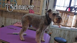 Full Schnauzer grooming in under 15 minutes 😉 [upl. by Evelina322]