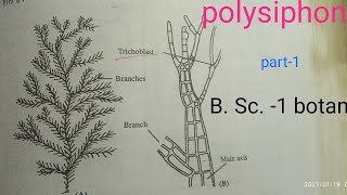 Polysiphonia RHODOPHYCEAE General Characters of thallus cell st [upl. by Ylrehc222]