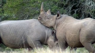 Intense Battle of Black Rhinos for Territory [upl. by Mccord763]