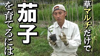 【自然農】肥料を使わず「草マルチ」だけで茄子を育てるには 2021年5月6日【natural farming】 [upl. by Brine]