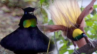 Bird Of Paradise Courtship Spectacle  Planet Earth  BBC Earth [upl. by Elockin919]