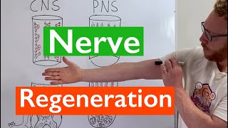 Nerve Regeneration  Spinal Cord vs Peripheral Nerves [upl. by Errised]