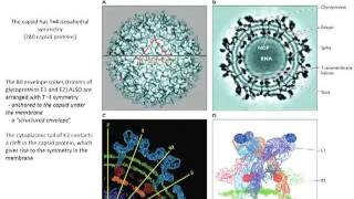 Structure of viruses Lecture 4 [upl. by Agneta854]