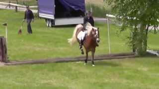 Haflinger Gelände Gunzenhausen 2014 [upl. by Otrebor]