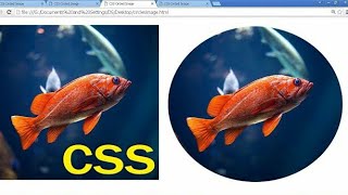 How To Create Rounded And Circular Images In HTML And CSS Tutorial [upl. by Victory529]