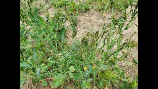 SPE  120 Beauveria bassiana as an Insecticide  Canola Trial on Flea Beetles [upl. by Zarah982]