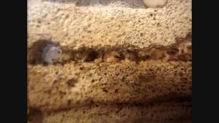 Day 231  Tetramorium caespitum in an AntsCanada Pumice Stone Ant Nest HD [upl. by Bala]