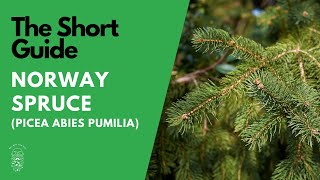 The Short Guide to the Norway Spruce Picea Abies Pumila [upl. by Alric]