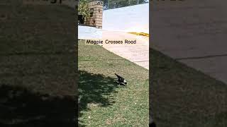 Intelligent Magpie crosses road🌴magpies australianmagpie birds wildlife birdlovers birdslover [upl. by Nanis]