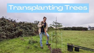 Transplanting Trees From Nature pine  maple  Bare Root  BudgetFriendly Trees [upl. by Krystal309]