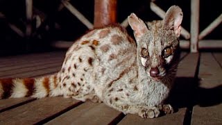 Nocturnal Visitor The Wild Cape Genet at Our Lodge [upl. by Paley]