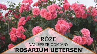 Róża pnąca Rosarium Uetersen® [upl. by Milah]