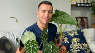 Anthurium Care Repotting amp Propagation Guide [upl. by Specht]