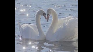 Swan Lake Tchaikovsky ONE HOUR LOOP Study and Relaxation Music [upl. by Michele]