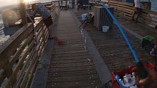 How to use a Sabiki Rig to catch pilchards [upl. by Reo989]