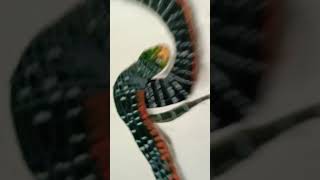 Realistic snake 🐍 painting with pencil colour art drawing paintingstyles shlokarts [upl. by Ayalahs107]