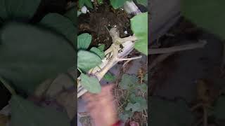 Removing pumpkin Plant from My Garden A StepbyStep Guide short ytshorts viral shorts [upl. by Madi133]