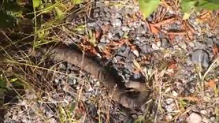 Large Northern Water Snakes in Parry Sound Ontario [upl. by Naedan619]