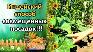 ИНДЕЙСКИЙ УРОЖАЙНЫЙ СПОСОБ СМЕШАННЫХ ПОСАДОК КУКУРУЗА ФАСОЛЬ ТЫКВА [upl. by Atlante]