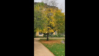 Oxford Botanic Garden [upl. by Nawaj]