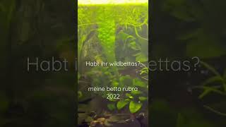 meine betta rubra 2022 aquariumhobby aquarium fypシ animal babyshrimp shrimp fish [upl. by Ajay807]