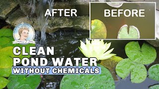 How to Clean Murky Pond Water without Chemicals  Full Version [upl. by Blakelee]