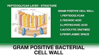 Gram positive bacterial cell wall  Peptidoglycan structure  Teichoic and Lipoteichoic acid [upl. by Eelrahs]