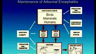 325 Arboviruses  Medical Microbiology [upl. by Legnaros]