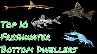 Top 10 Freshwater Bottom Dwellers [upl. by Regine]