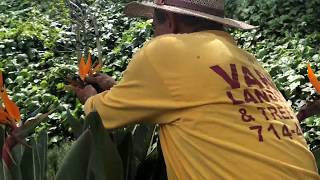 Its So EASY and SATISFYING to prune a Bird of Paradise plant  Vargas Landscaping Presents [upl. by Essex778]